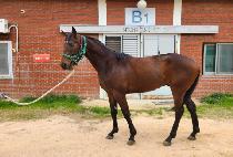 �۷ι���Ʈ (GLOBAL HIT) ����