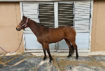 ������ (ILCHUL GOLD) ����