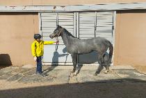 ����Ŭ����Ĺ (WORLD CLASS CAT) ����