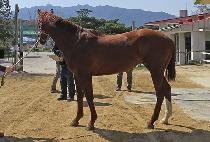 �Ѱ����̽� (HANGANG ACE) ����