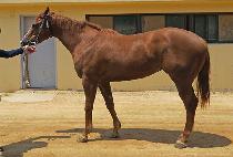 ����Ʈ�ο� (ELITE ROYAL) ����