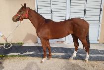 ���÷��� (HOTFLEX) ����