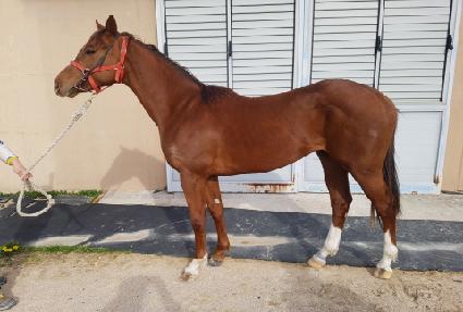 ���÷��� ����