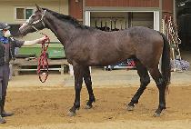 ��Ű�ٿ (LUCKY BOUNCE) ����