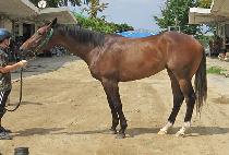 �׷ο� (GROW) ����