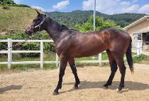 �޸����� (DALLILLAEYO) ����