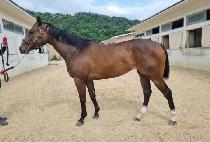 ���� (FAIRY QUEEN) ����