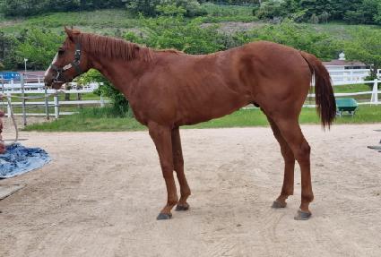 ���̾��� ����