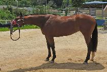 ����ķ�� (FINE CAMP) ����