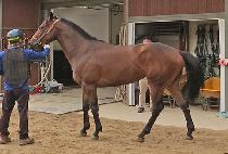 ������̾� (SEOUL LION) ����