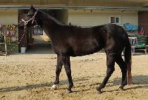 �������� (HAEJE YEOGEOL) ����