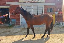 Ȳ��Ӵ� (HWANGWOO MONEY) ����