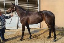 �ϴ��޻� (HANEUL HAETSAL) ����