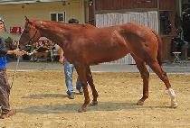 ť�ǵ��ũ (CUPID CHIC) ����