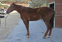 ���Ǽ��� (HAPPY THUNDER) ����