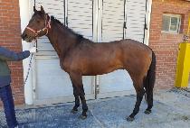 ��׶��̵� (MORNING RIDE) ����