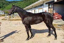 Ʈ������ (TRICKSTER) ����