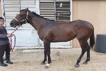 HWANGU FIRST picture