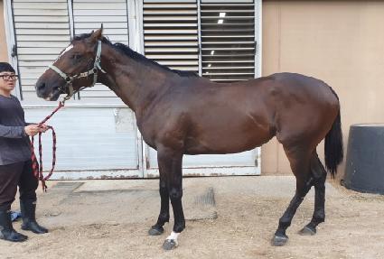 Ȳ���۽�Ʈ ����