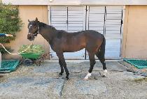 ����ī�� (SUPER KANEL) ����