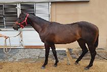 SINHAE MANGCHI picture