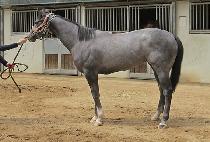 �۷ι����� (GLOBAL CHANGA) ����