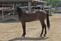 DANGCHAN NANGBO picture