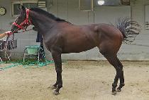 ���è�� (DINSI CHAMP) ����