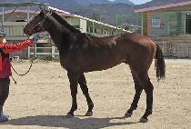 �巡�ｺŸ (DRAGON STAR) ����