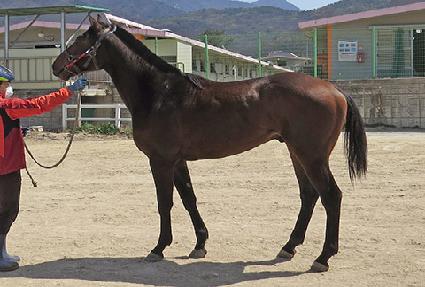 �巡�ｺŸ ����