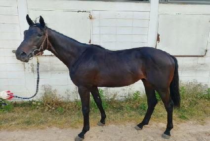 �������� ����