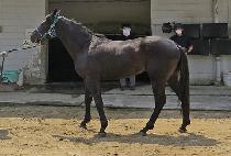 ��������Į (JEONGMUN SAICAL) ����