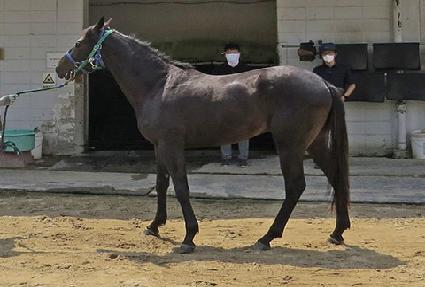 ��������Į ����