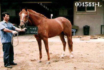 �̽����ɳ� ����