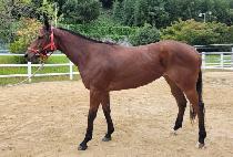 �Ծ�ȫ�� (HAMAN HONGNYEON) ����