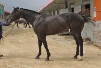 �����ӽ�ũ (BLACK MUSK) ����