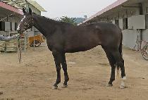 �а��� (WALGADAK) ����