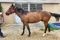 �����̾� (ROCK FIRE) ����