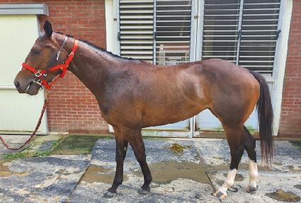 ��Ʈ��Ʈ�� ����