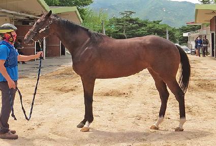 �����û轺 ����