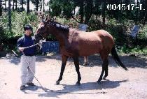 �ľȴ�� (PAAN DAESO) ����