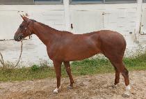 ������ (VEREUDA) ����