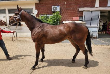 �����¼� ����