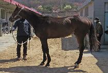 ����ĸƾ (HEUNGHAENG CAPTAIN) ����