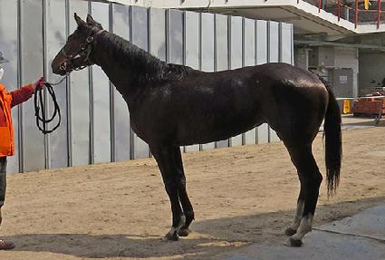 �Ŀ��÷��� ����