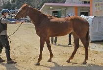 ��Ʈ��轺 (ULTRA SOCKS) ����