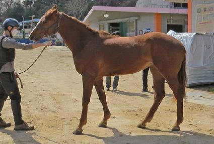 ��Ʈ��轺 ����