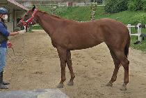 õ��ê (CHEONJON CHAT) ����