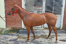 DALEHOLRINGWANGDAE picture