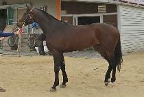 ���̾�Ʈ��ġ (GIANT PUNCH) ����